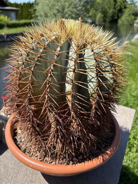 Ferocactus glaucescens